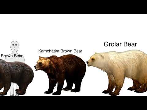 grolar bear size