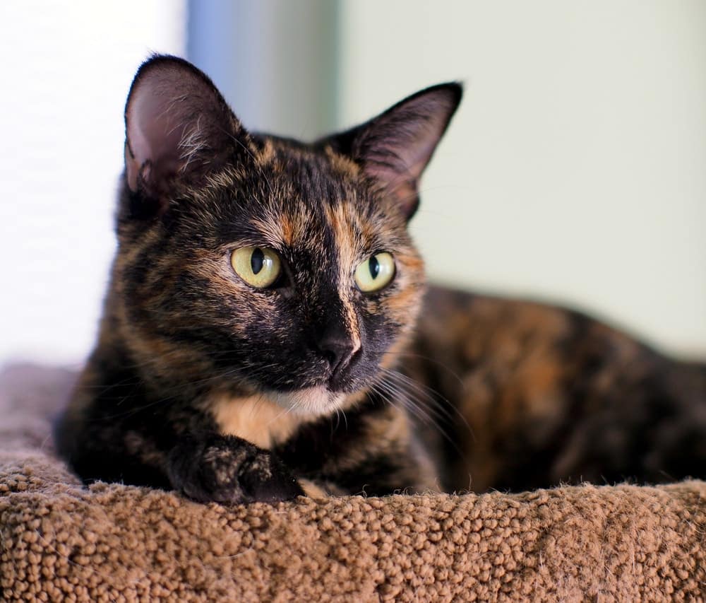 tortie kitten personality