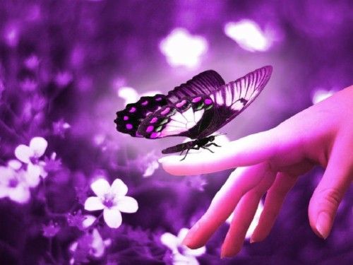 beautiful butterfly dp