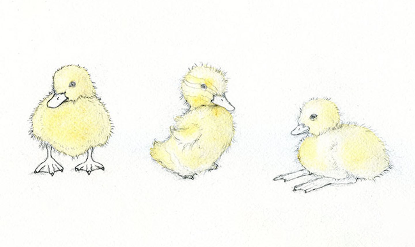 duckling pictures drawing