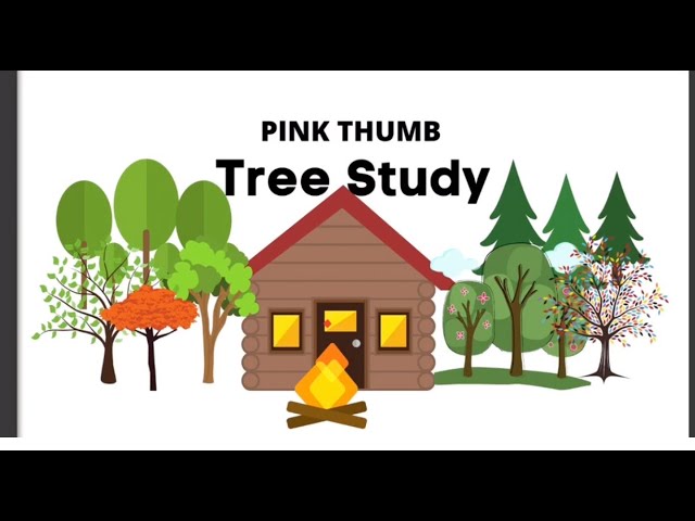 tree study for preschool creative curriculum