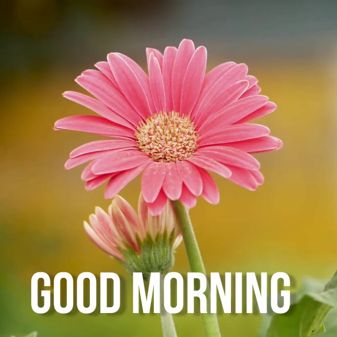 morning greetings images