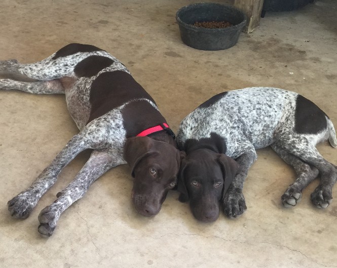 german shorthaired puppies for sale near me