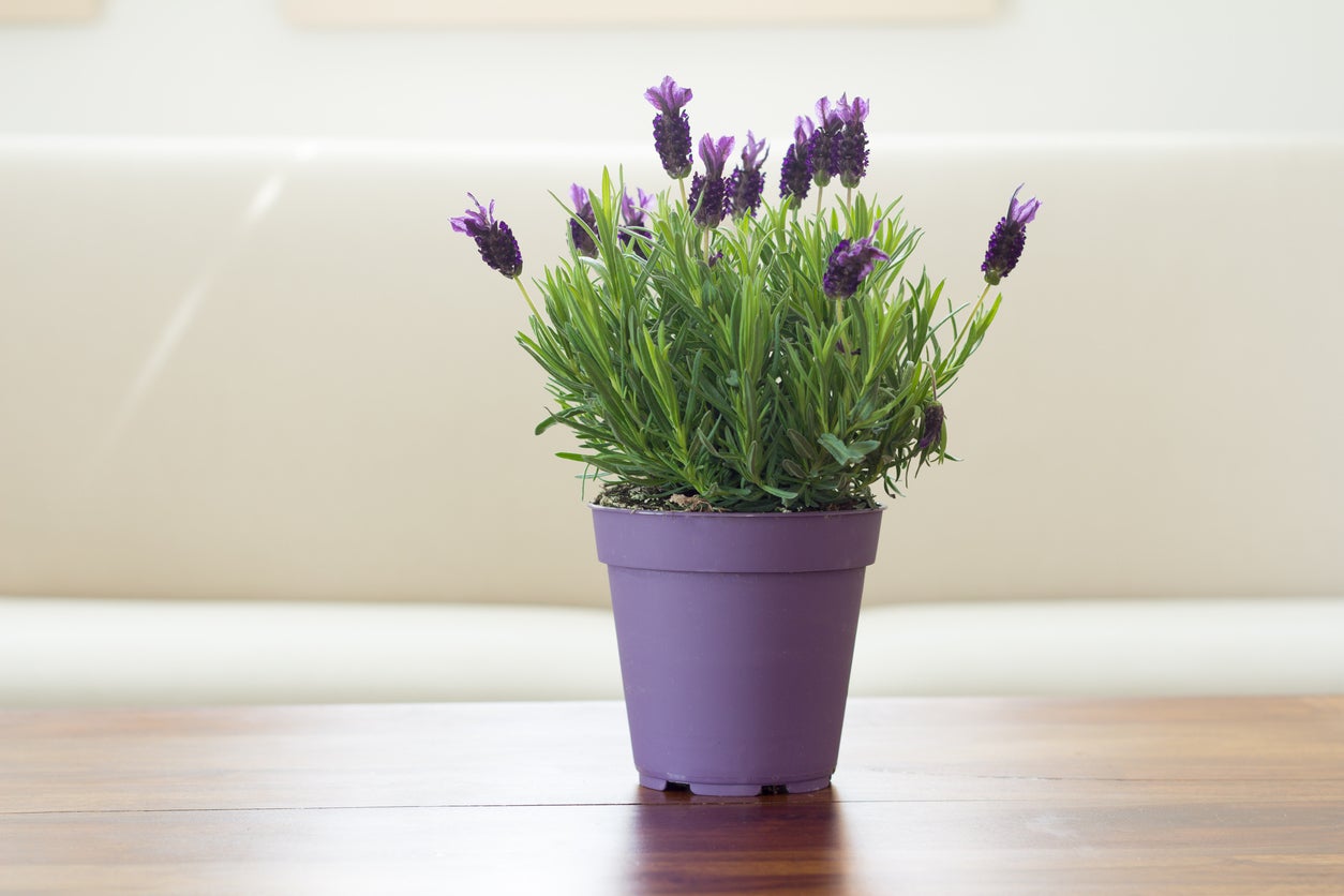 can lavender grow indoors