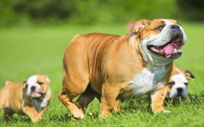 bulldog breeds for sale