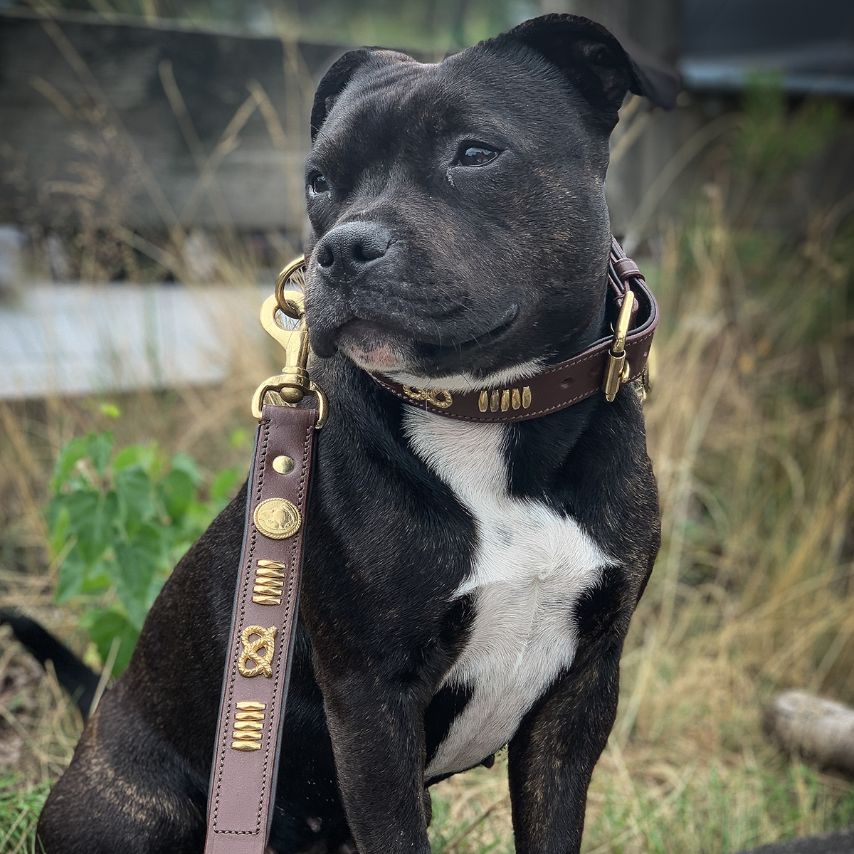 leather staffy collars