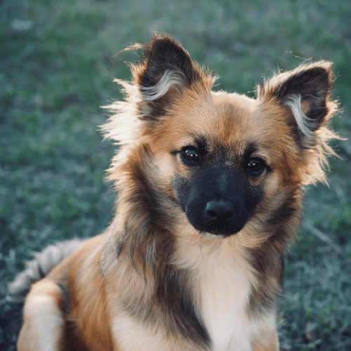 pomeranian cross with chihuahua