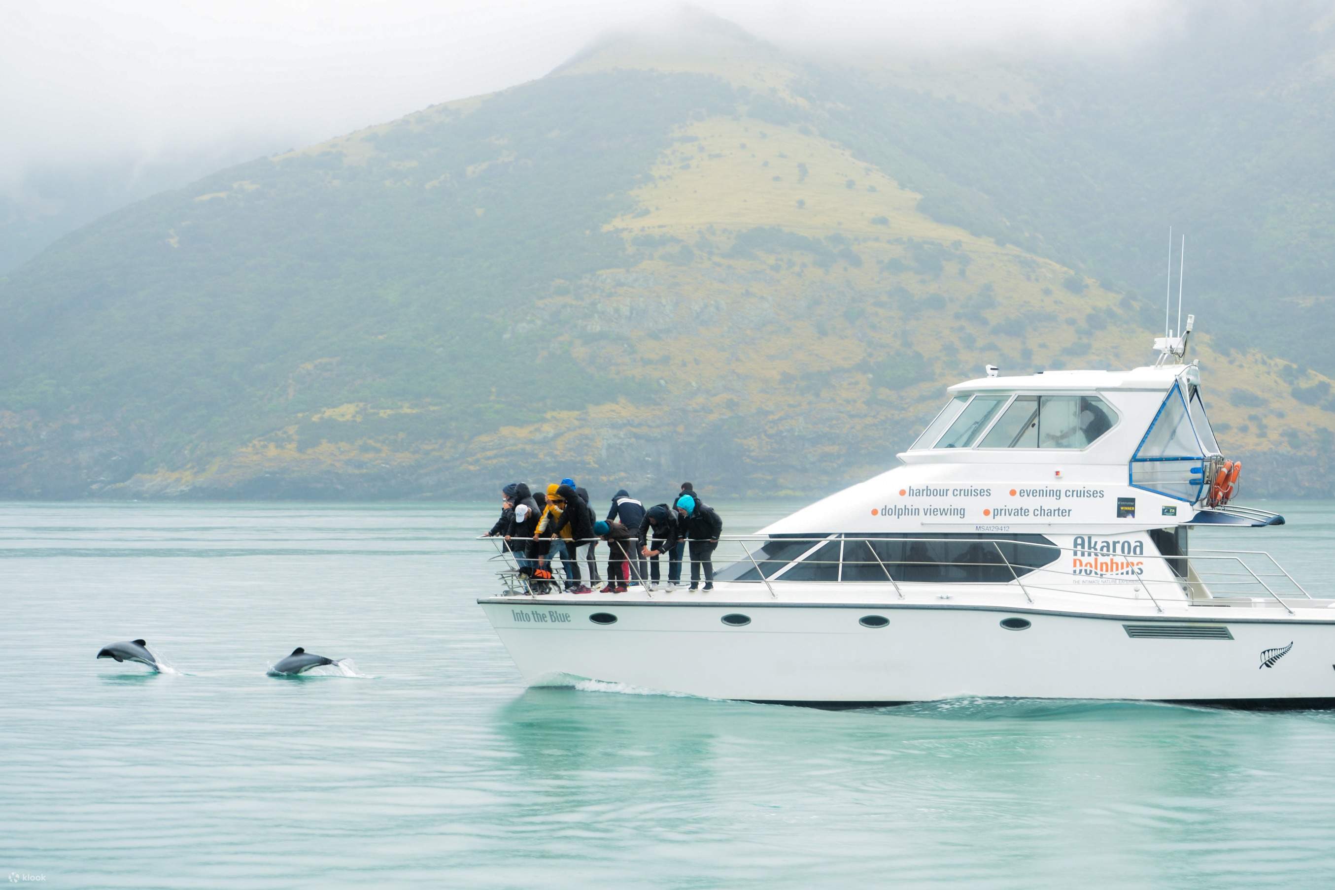 akaroa dolphin cruise