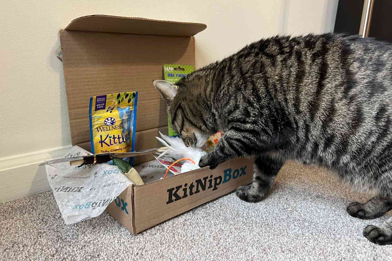 kitnipbox