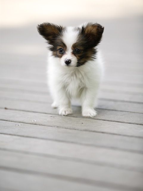 papillon puppies