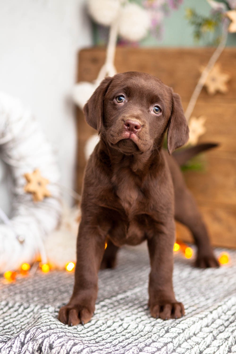 labrador puppies for sale in uk