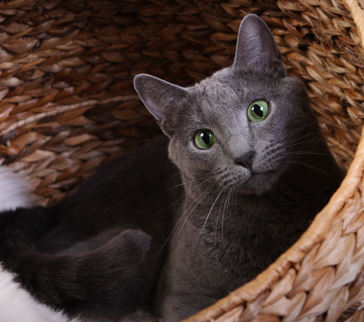 russian blue cat montreal