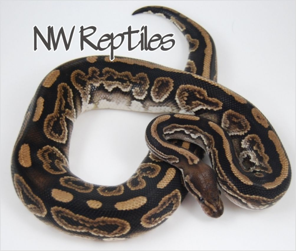 black pastel ball python