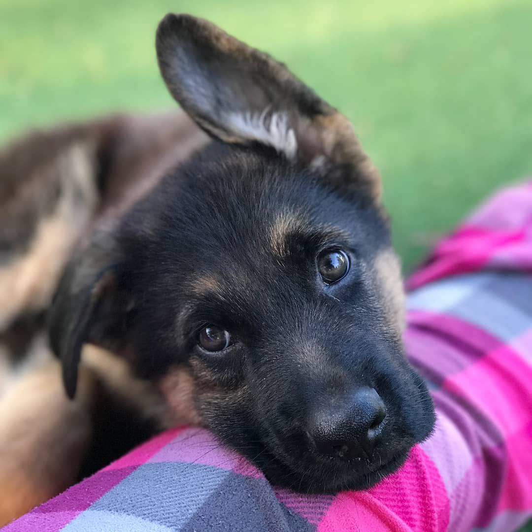 pics of german shepherd puppy