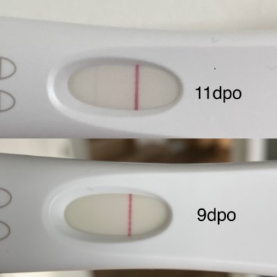 11 dpo