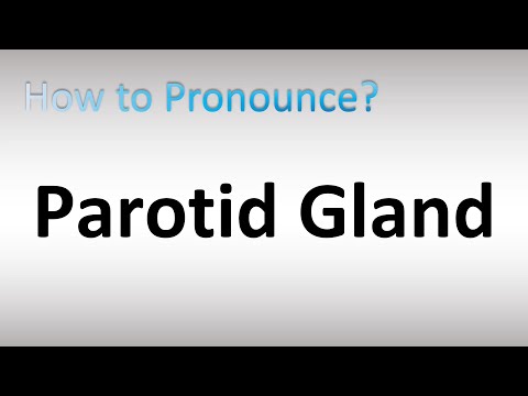 parotid pronunciation