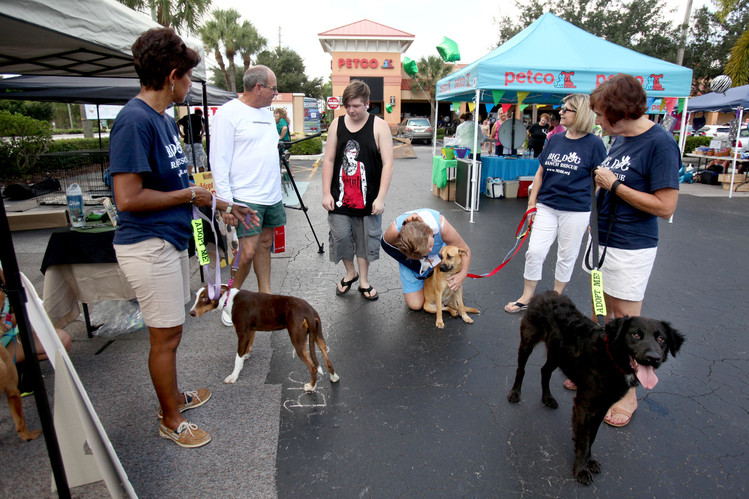 pet adoption sales