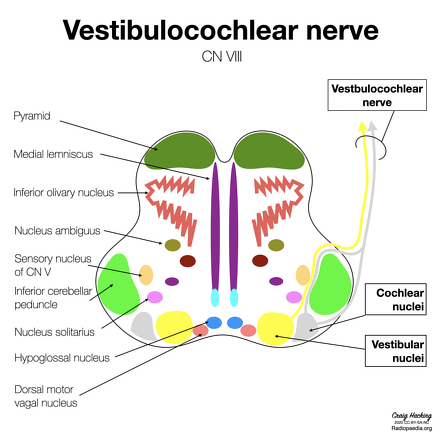 dorsal cochlear nucleus