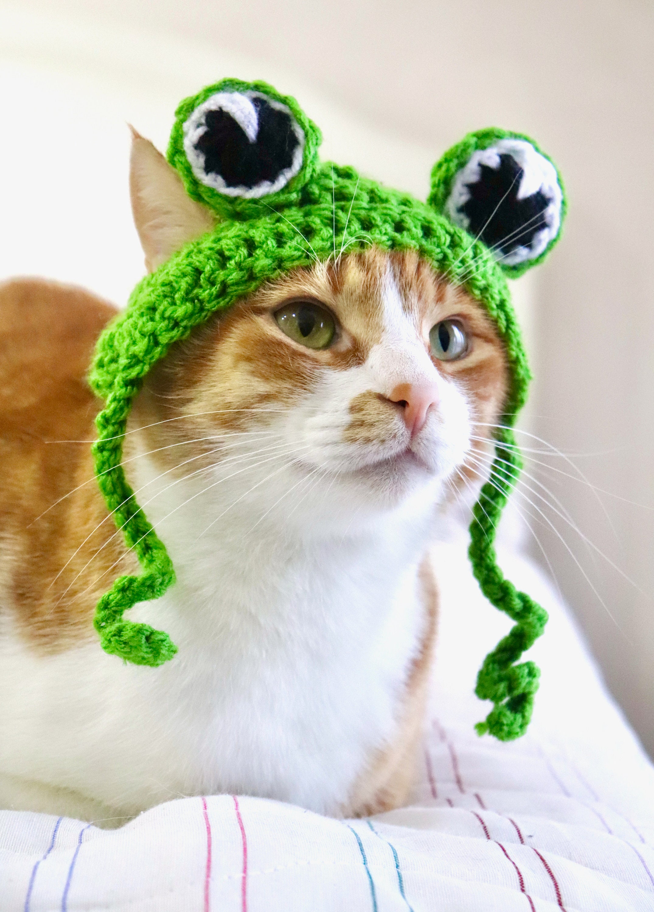 cat with frog hat