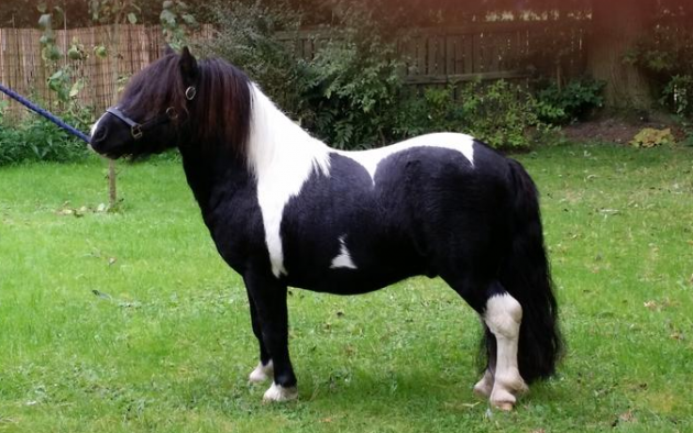 shetland pony for sale