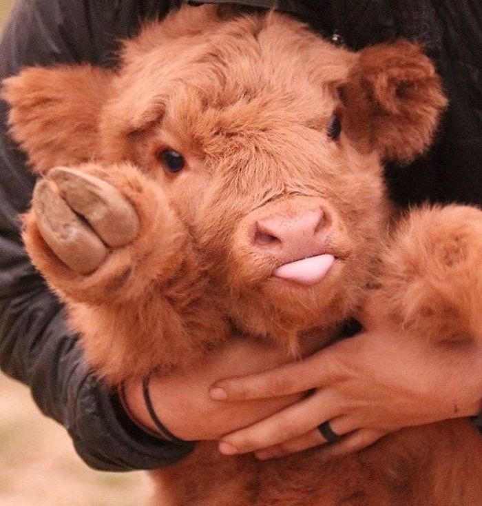 cute cows