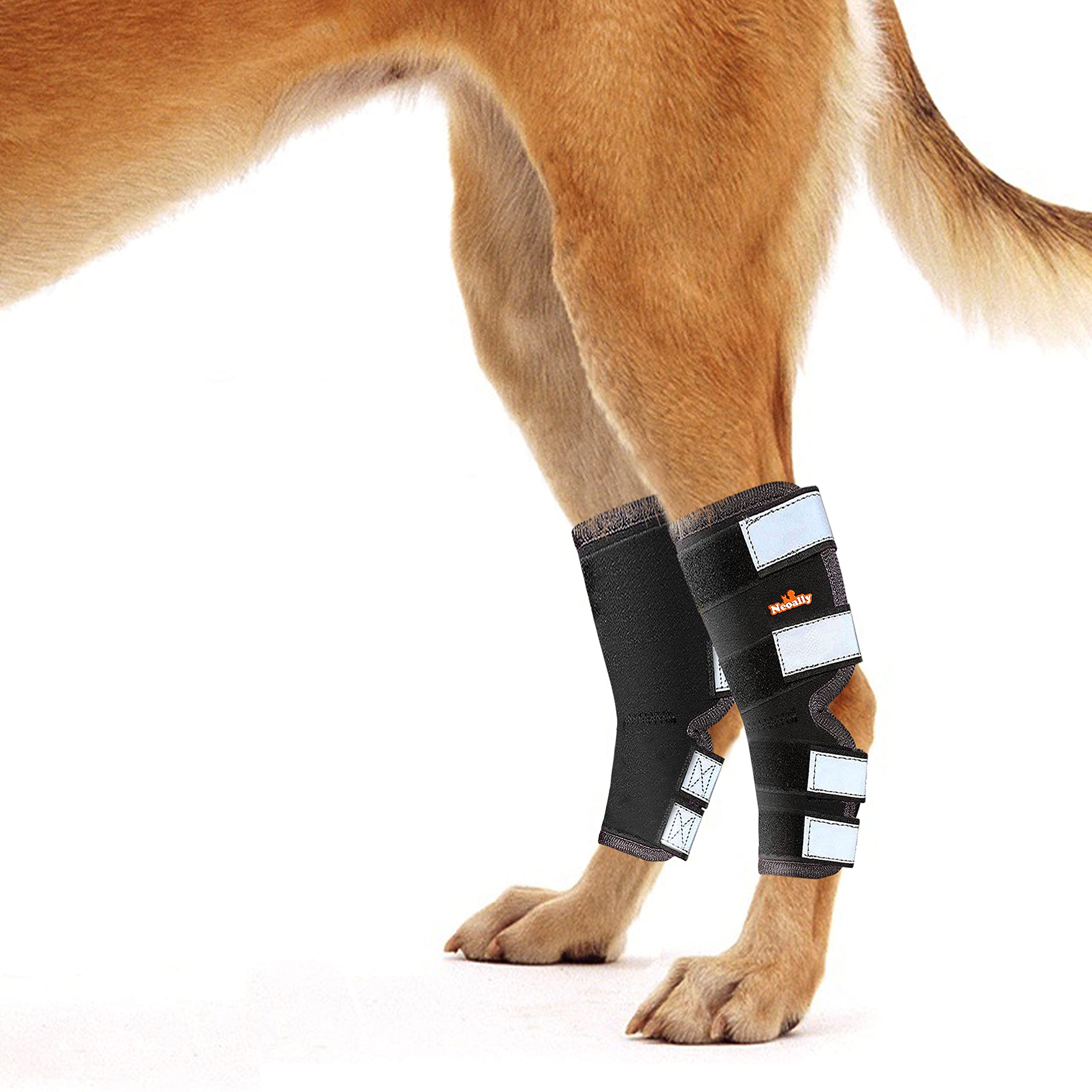 canine leg braces