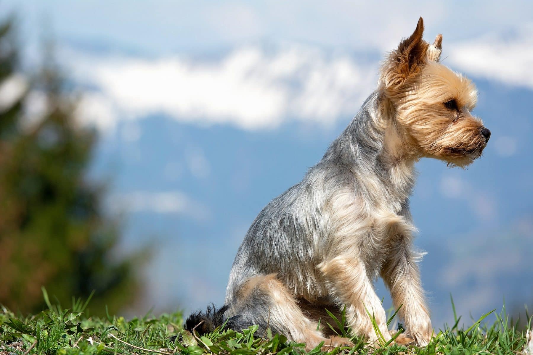 male yorkie grooming styles