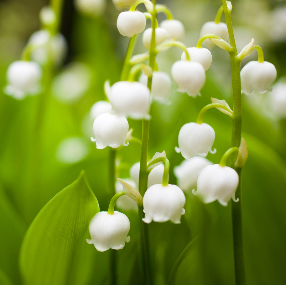 fotos de flores exoticas y hermosas