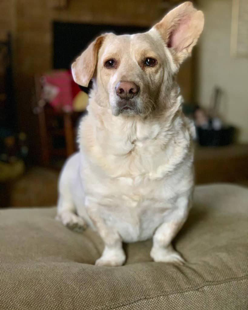 labrador retriever corgi mix