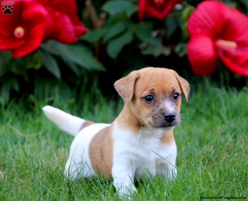 jack russell puppies for sale near me