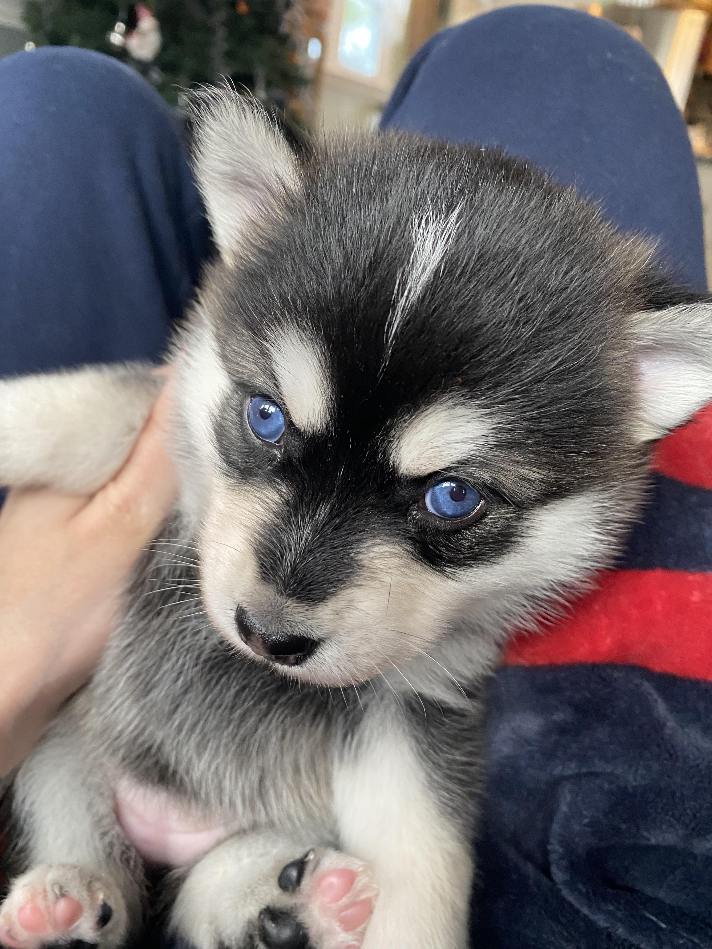 pom husky mix