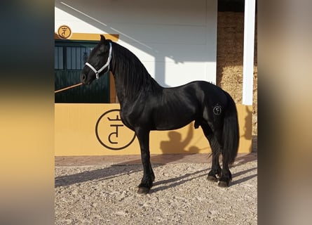 caballos frisones en venta en españa