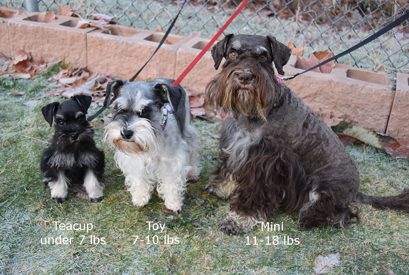 schnauzer mini toy