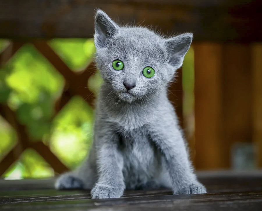 russian blue kitten images