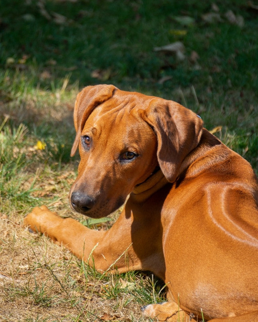 pictures of rhodesian ridgeback dogs