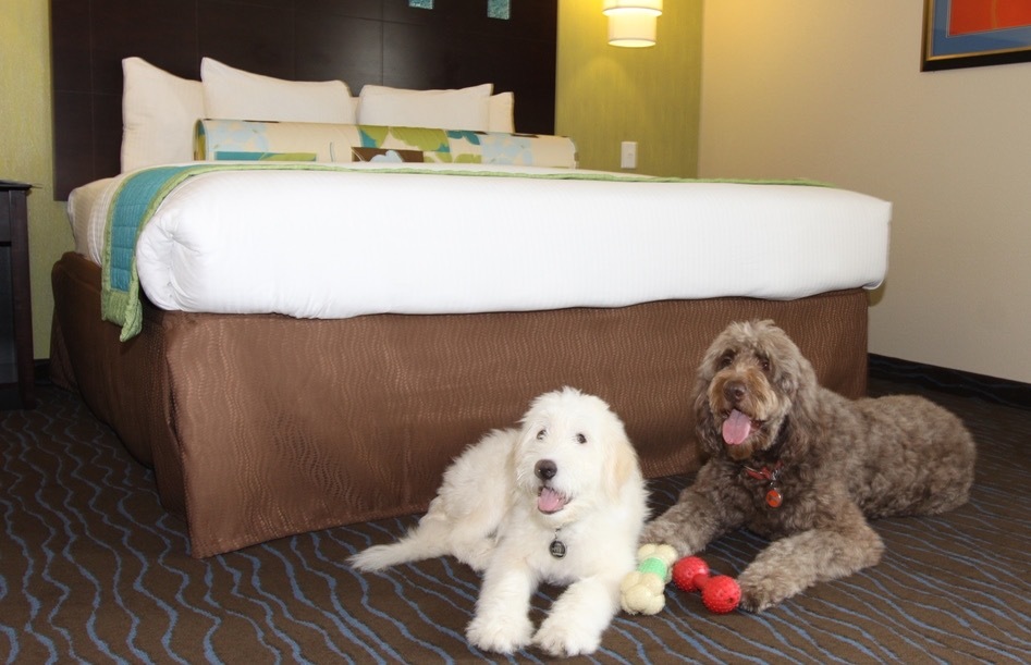 pet friendly hotels near me