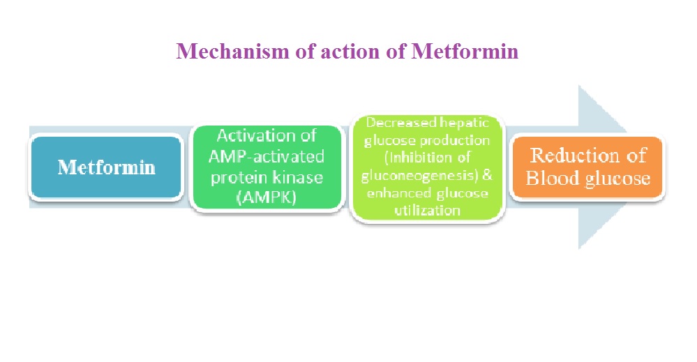 metformin drug interactions