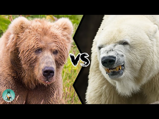 kodiak vs polar bear size