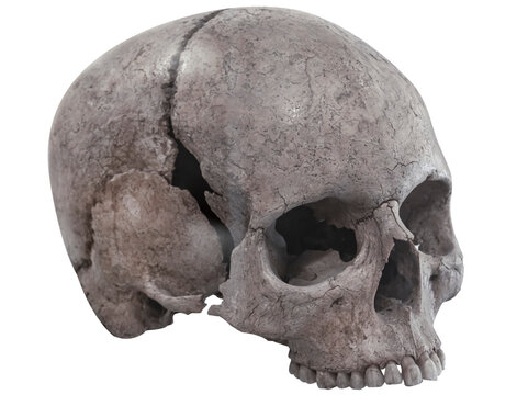 skull png transparent