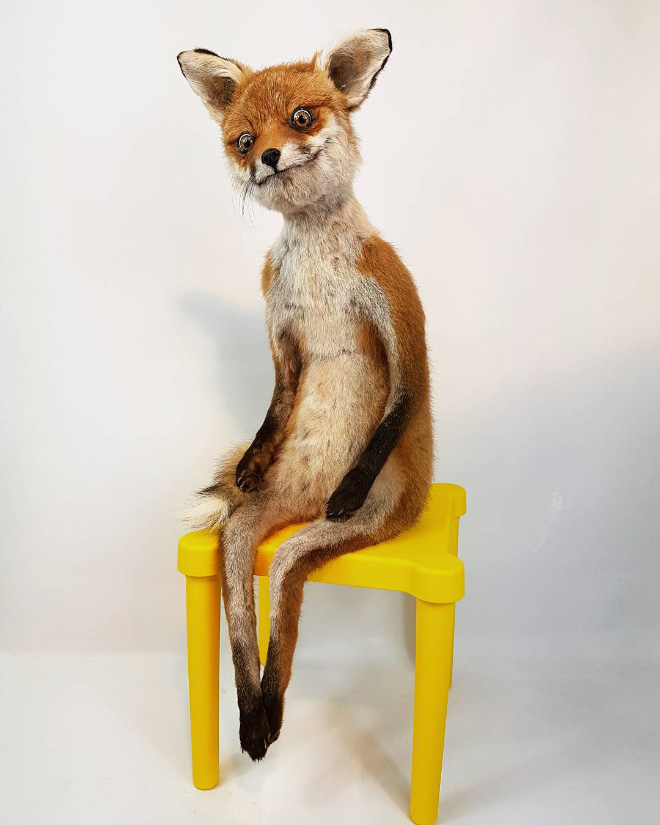 taxidermia fail