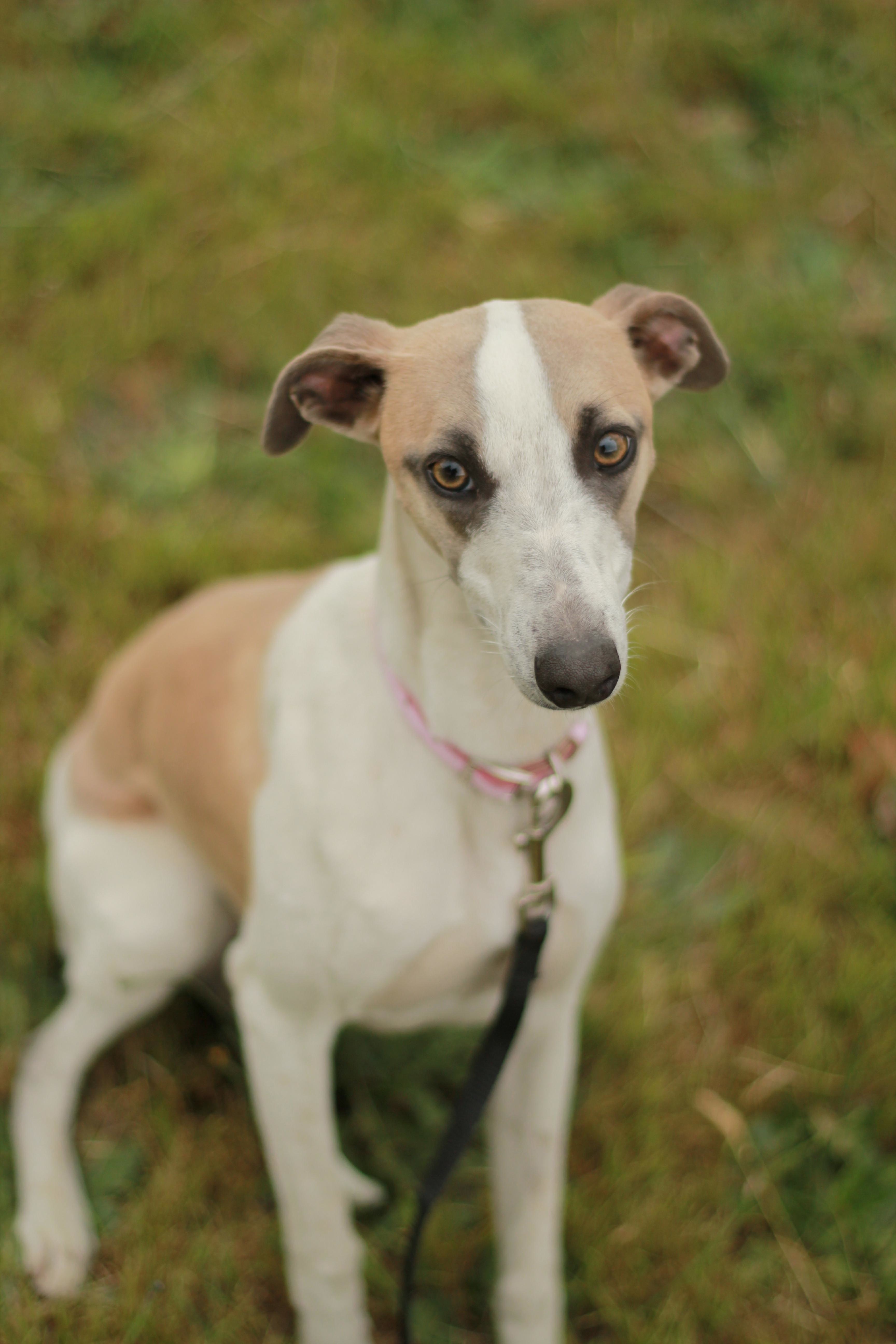 adopt a whippet victoria