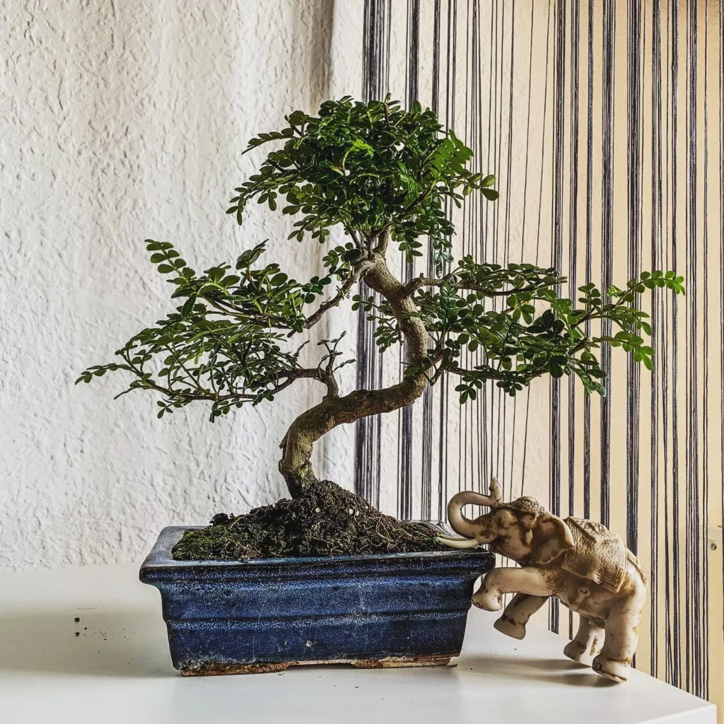 chinese pepper bonsai