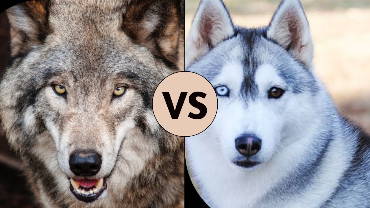 husky vs wolfdog