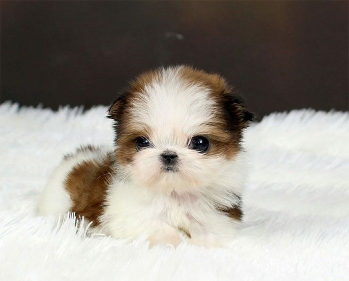 teacup shih tzu puppies