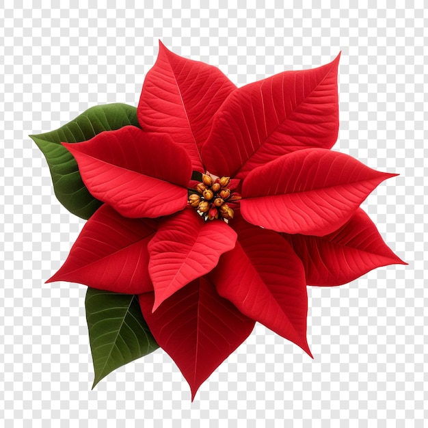 dibujo flores de navidad