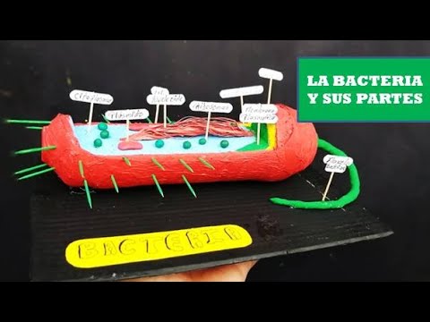 maqueta de bacteria