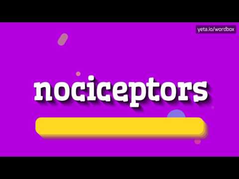 nociceptors pronunciation