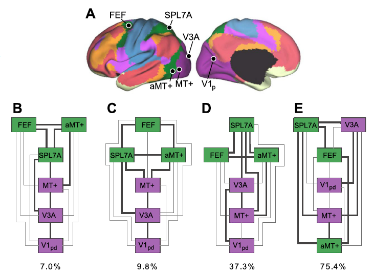 cortical hierarchy