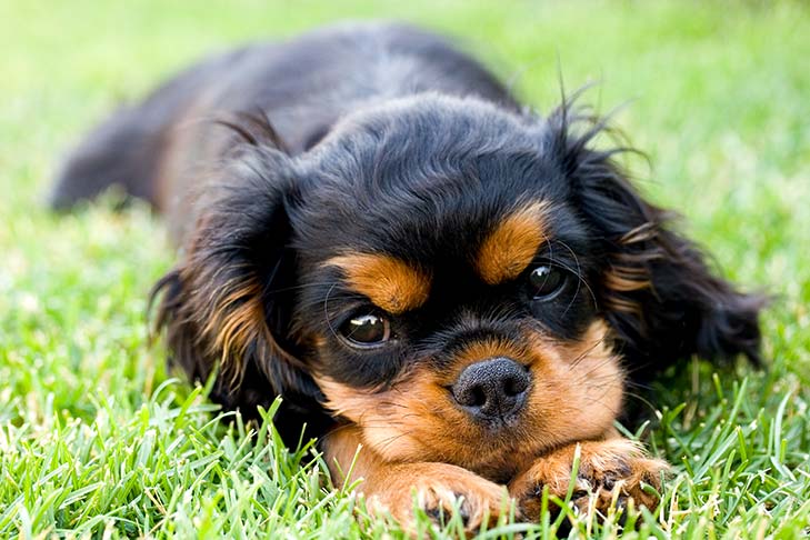 cavalier king charles spaniel puppies for sale