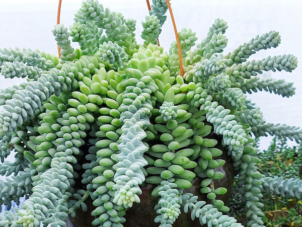 donkey tail plant propagation